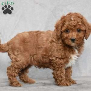 Wilson, Cavapoo Puppy